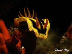 Nudi by Paul Ng 